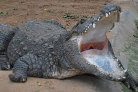 A crocodile with his mouth wide open