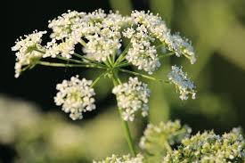 Hemlock: a bunch of white flowers like Queen Anne's lace