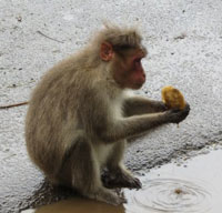 A monkey eating a mango