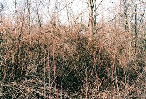 A briar patch - a big thorn bush