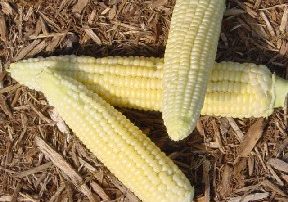 Corn on the cob
