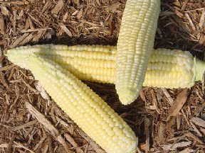 Corn on the cob - three yellow ears of corn lying on bark chips - Native American food