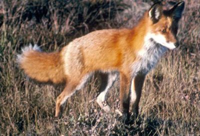 a fox walking in long grass