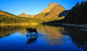 Montana landscape with a moose calf wading