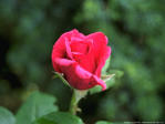 A red rose: Lancaster