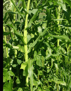 Corn, beans, and squash growing together: Iroquois food