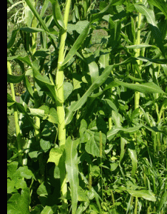 Corn, beans, and squash growing together