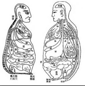Chinese drawing of the organs (about 1200)