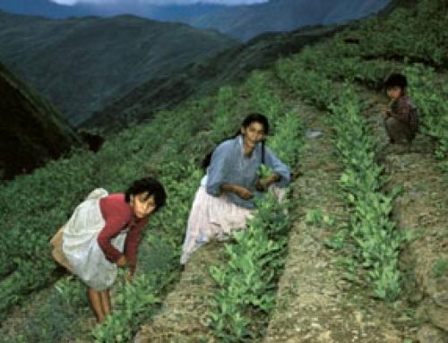 Coca leaves – South American medicine