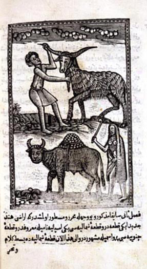 Ibrahim Mutafferika's illustration of American bison (1728 AD)