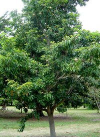 Sapodilla tree - where chewing gum comes from