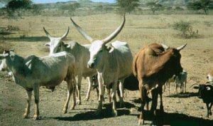 African cattle